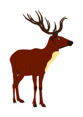 Deer vector illustration isolated on white background. Reindeer, proud Noble Deer male in forest or zoo. Powerful buck with huge neck and antlers standing. Red deer.