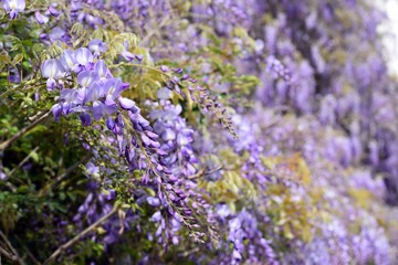Obraz premium Wisteria violet outdoor.Wisteria purple flowers on a natural background.Wisteria purple brush colors 