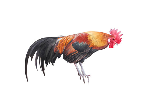 Colorful fighting cock standing isolated on white background with clipping path