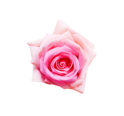 Colorful pink rose flowers blooming top view isolated on white background with clipping path