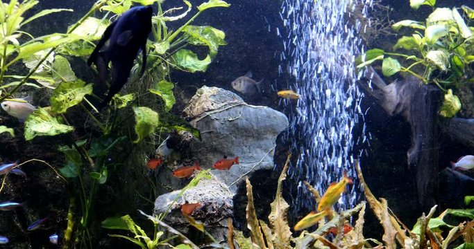 school of freshwater fish, scalar in the aquarium. underwater plants algae