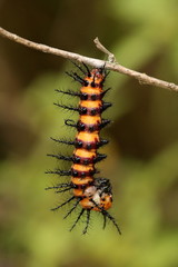 Bright orange and black spiny caterpillar larvae of the Acraea acra butterfly.