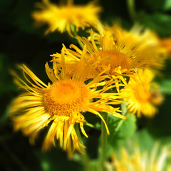 Flowers in an English Country Garden.