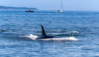 Naklejka premium An Orca whale close to the Camera. Whale watching boats in the background.