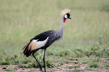 Bird in MAssai Mara