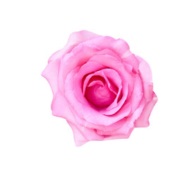Colorful pink rose flowers blooming top view isolated on white background with clipping path