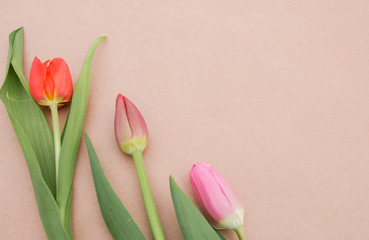 card of congratulations and tulips on a light craft background. selective focus. nature