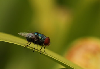 Close up of a large blow fly, family Calliphoridae.