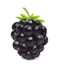 Blackberry. Sweet fruit. 3d vector icon. Realistic illustration