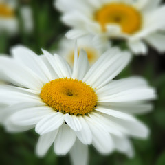 Obraz premium Flowers in an English Country Garden.