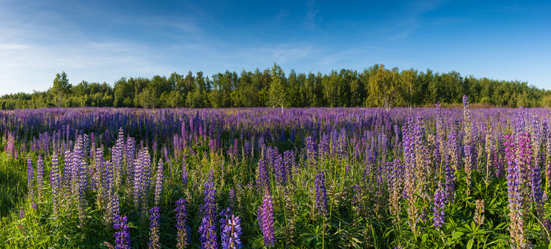 Landscape with meadow of lupine flowers