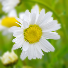 Obraz premium Flowers in an English Country Garden.