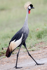 Bird in MAssai Mara