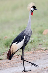 Bird in MAssai Mara