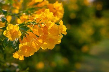 Yellow elder, Trumpetbush, Trumpetflower, Yellow trumpet-flower, Yellow trumpetbush