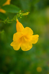 Yellow elder, Trumpetbush, Trumpetflower, Yellow trumpet-flower, Yellow trumpetbush