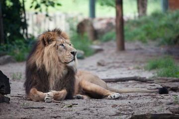 Fototapeta na wymiar portrait of a large beautiful lion