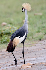 Bird in MAssai Mara