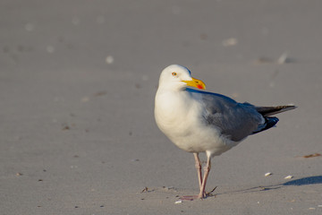 Strandläufer