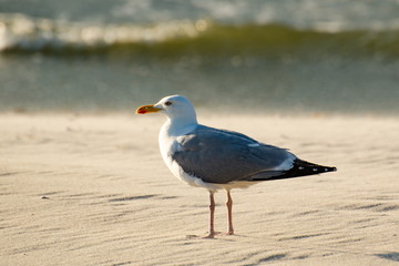 Moewe am Strand