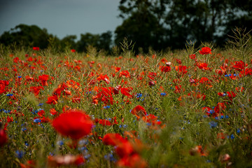 Obraz premium Moonfeld