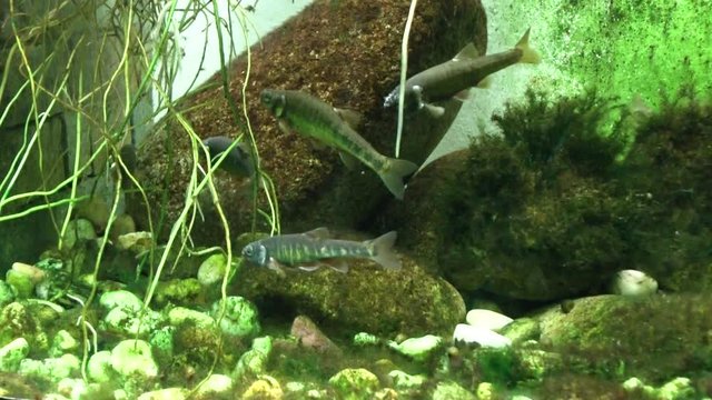 Close-up, View of fish in the aquarium at the Zoo