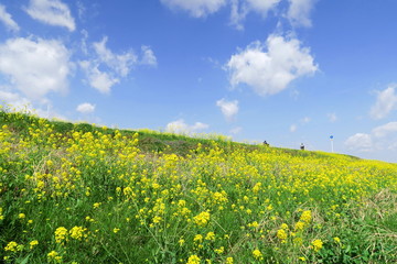 Obraz premium 江戸川土手に咲く菜の花風景