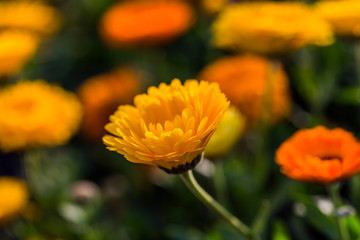 fully bloom seasonal flowers in field