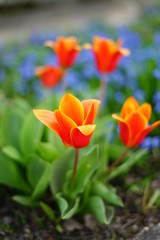 Tulpen, Blumen, Blüten 