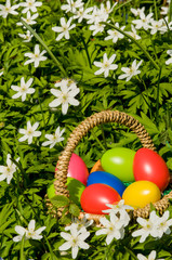 Bunte Ostereier in einem Korb. Eiersuche