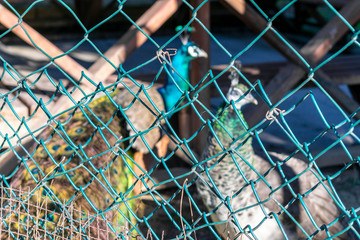 Peacock was starring behind fences
