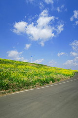 土手に咲く菜の花風景