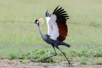 Bird in MAssai Mara