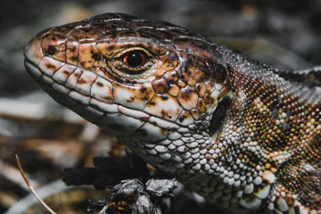 close up of lizard