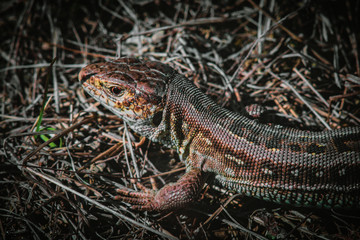 lizard