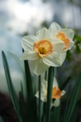 Fototapeta premium Osterglocke, Blume, Blüten, Natur