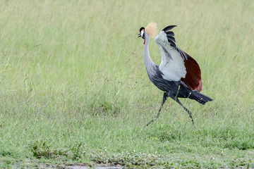 Bird in MAssai Mara