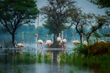 Greater flamingo flock in natural habitat in a early morning hour during monsoon season. A beautiful nature paining created by these flamingos at keoladeo national park, bharatpur, india	