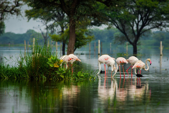 Greater flamingo flock in natural habitat in a early morning hour during monsoon season. A beautiful nature paining created by these flamingos at keoladeo national park, bharatpur, india	