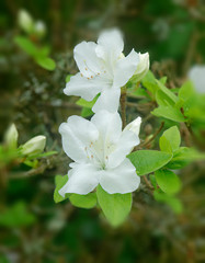 Flowers in an English Country Garden.