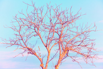 Fairy tree against the blue sky