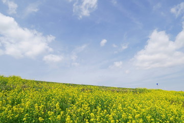 江戸川土手に咲く菜の花と青空風景