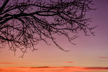 Branches Trees silhouettes against sunset background.