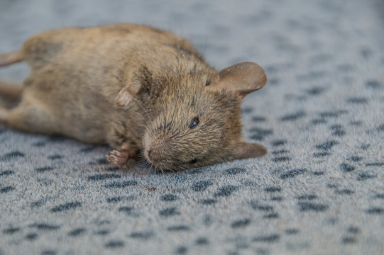 Dead Mouse On A Carpet At Amsterdam The Netherlands 2018