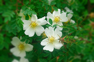 Obraz premium Flowers in an English Country Garden.