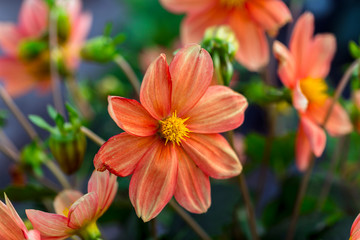 fully bloom seasonal flowers in field