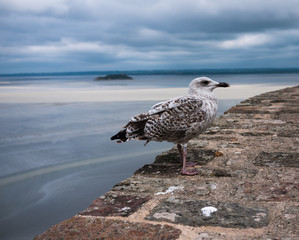 Seagull on stone wall