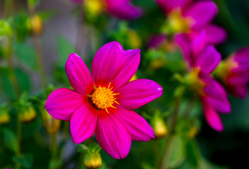 Obraz premium fully bloom seasonal flowers in field