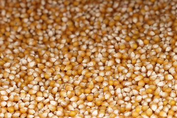 Corn grains harvest, selective focus for background. Dry corn seeds for popcorn