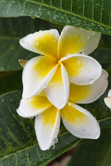Rainy Day Yellow and White Frangipani Flowers